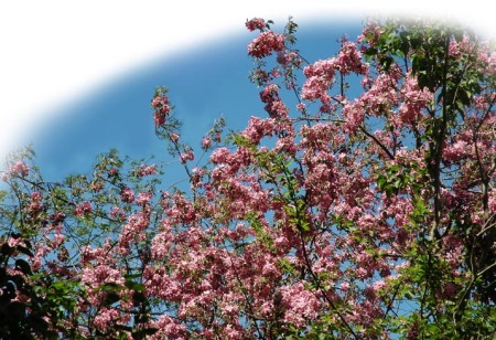 Crabapple Blossoms ~ Photo by Patrice